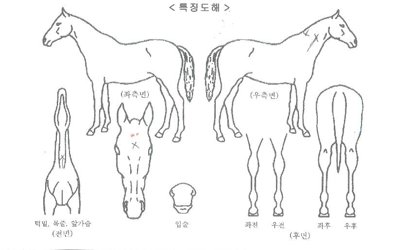 ¶óÇdz×ÀÚ¸¶ÀÇ Ãø¸é,¿ì¸é,µÞ¸é,µÎ»ó,´Ù¸®ÀÇ Æ¯Â¡µµÇØ