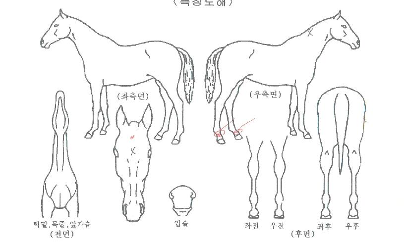 ½ºÆä¼ÈÁ¸ÀÇ Ãø¸é,¿ì¸é,µÞ¸é,µÎ»ó,´Ù¸®ÀÇ Æ¯Â¡µµÇØ