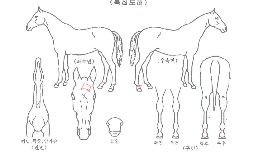 ½º¸¶Æ®¸ÅÁ÷ÀÇ Ãø¸é,¿ì¸é,µÞ¸é,µÎ»ó,´Ù¸®ÀÇ Æ¯Â¡µµÇØ