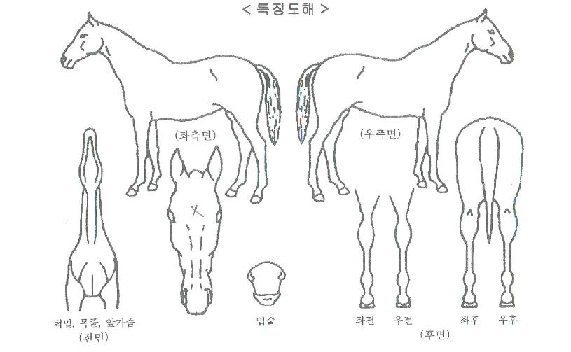 ��Ʋ�̽��÷����ڸ��� ����,���,�޸�,�λ�,�ٸ��� Ư¡����