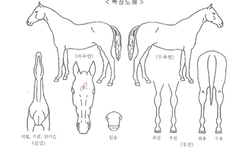 ¿ø¸ð¾îijġÀÇ Ãø¸é,¿ì¸é,µÞ¸é,µÎ»ó,´Ù¸®ÀÇ Æ¯Â¡µµÇØ