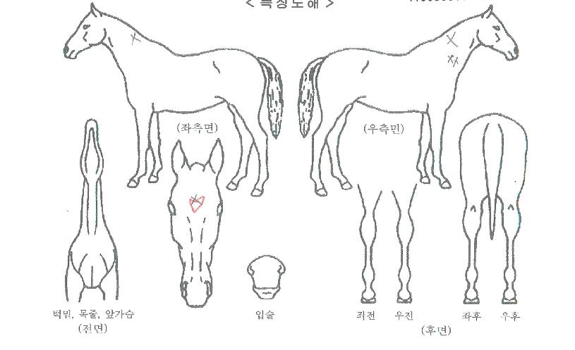 ����Ʈ�ﷻ�ڸ��� ����,���,�޸�,�λ�,�ٸ��� Ư¡����