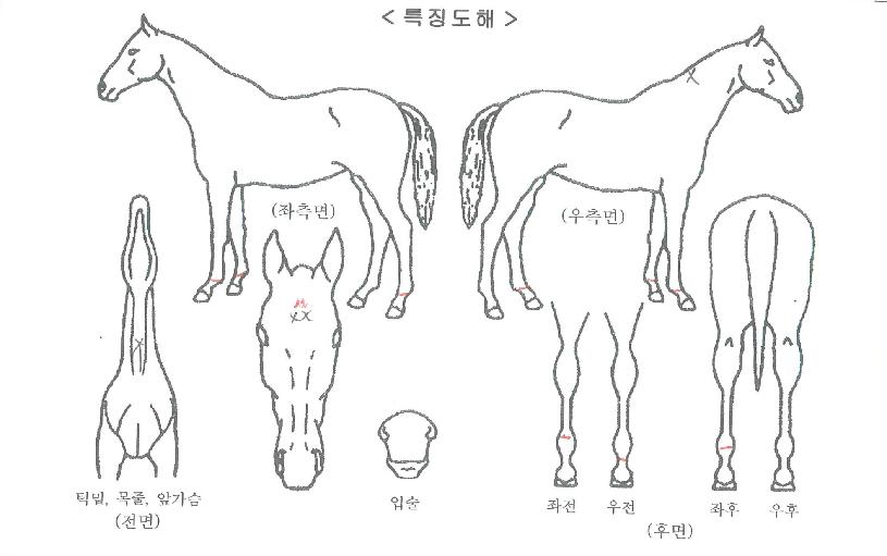 �ٶ���Į�� ����,���,�޸�,�λ�,�ٸ��� Ư¡����