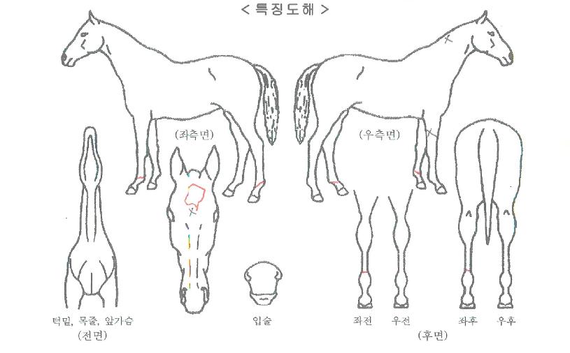 ¿¥¸¶ÀÇ Ãø¸é,¿ì¸é,µÞ¸é,µÎ»ó,´Ù¸®ÀÇ Æ¯Â¡µµÇØ