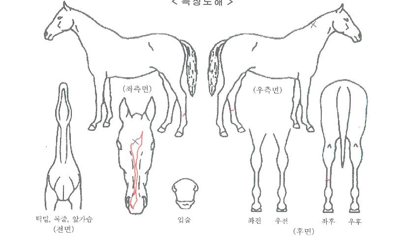 ����ε��� ����,���,�޸�,�λ�,�ٸ��� Ư¡����