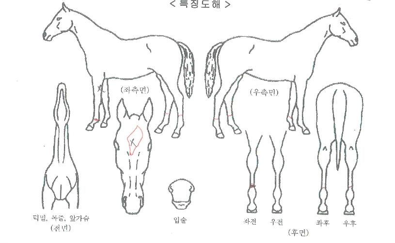 °ñµåÅ©¶ó¿îÀÇ Ãø¸é,¿ì¸é,µÞ¸é,µÎ»ó,´Ù¸®ÀÇ Æ¯Â¡µµÇØ