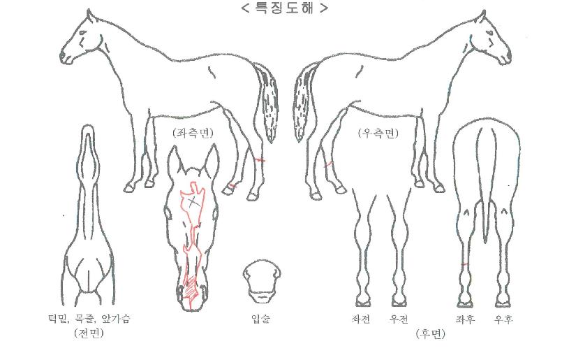 �Ŀ��۽�Ʈ�� ����,���,�޸�,�λ�,�ٸ��� Ư¡����