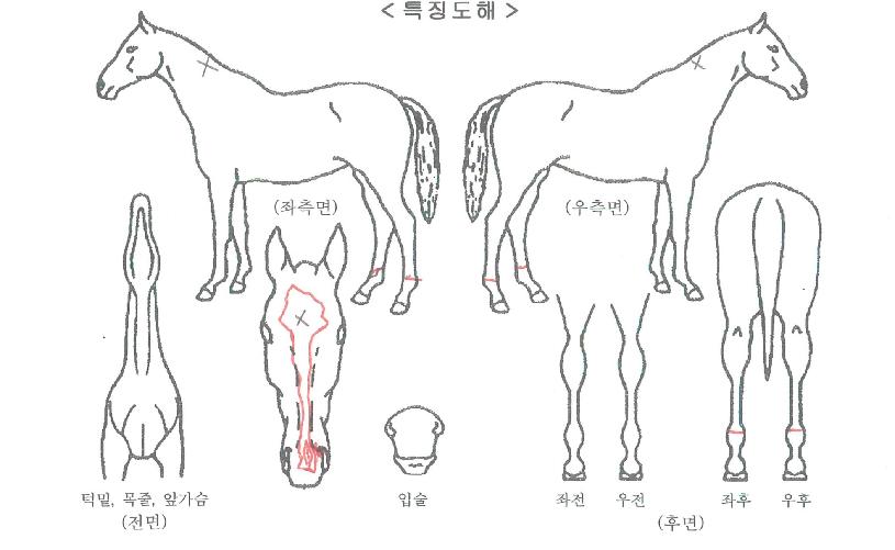 Åä³×À̵µ¾Ù¸®ÀÚ¸¶ÀÇ Ãø¸é,¿ì¸é,µÞ¸é,µÎ»ó,´Ù¸®ÀÇ Æ¯Â¡µµÇØ