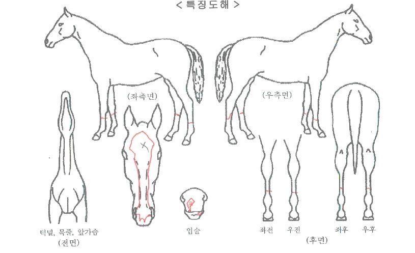 ijġ´õÀ©ÀÇ Ãø¸é,¿ì¸é,µÞ¸é,µÎ»ó,´Ù¸®ÀÇ Æ¯Â¡µµÇØ