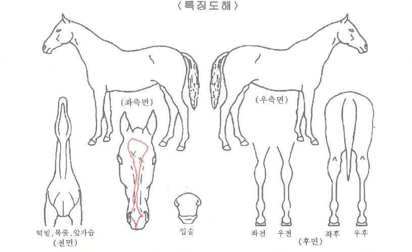 ±×·£µåÇ»¸®ÀÇ Ãø¸é,¿ì¸é,µÞ¸é,µÎ»ó,´Ù¸®ÀÇ Æ¯Â¡µµÇØ