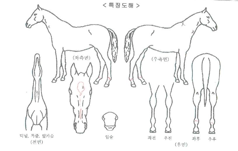 ºòÅä¸®ÇØÇÇÀÇ Ãø¸é,¿ì¸é,µÞ¸é,µÎ»ó,´Ù¸®ÀÇ Æ¯Â¡µµÇØ