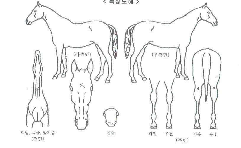 ¸¶ÀεåÁ¸ÀÇ Ãø¸é,¿ì¸é,µÞ¸é,µÎ»ó,´Ù¸®ÀÇ Æ¯Â¡µµÇØ