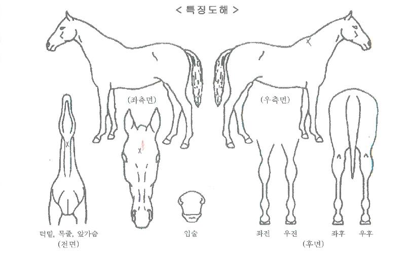 ����ǮƼ���� ����,���,�޸�,�λ�,�ٸ��� Ư¡����