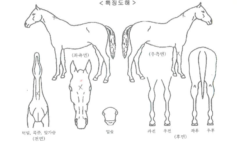 ���ʹ���� ����,���,�޸�,�λ�,�ٸ��� Ư¡����