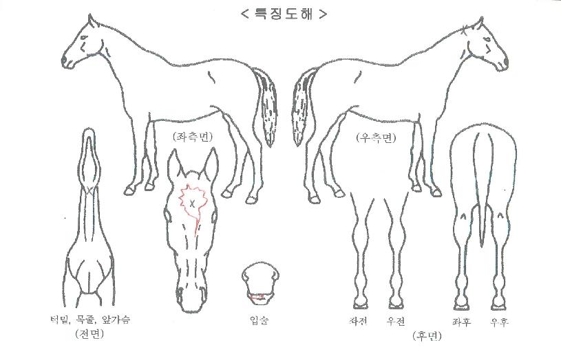Ȧ¸®¹öµåÀÚ¸¶ÀÇ Ãø¸é,¿ì¸é,µÞ¸é,µÎ»ó,´Ù¸®ÀÇ Æ¯Â¡µµÇØ