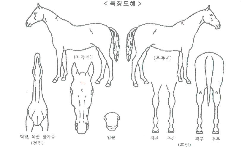 Çï·ÎÄýÀÇ Ãø¸é,¿ì¸é,µÞ¸é,µÎ»ó,´Ù¸®ÀÇ Æ¯Â¡µµÇØ