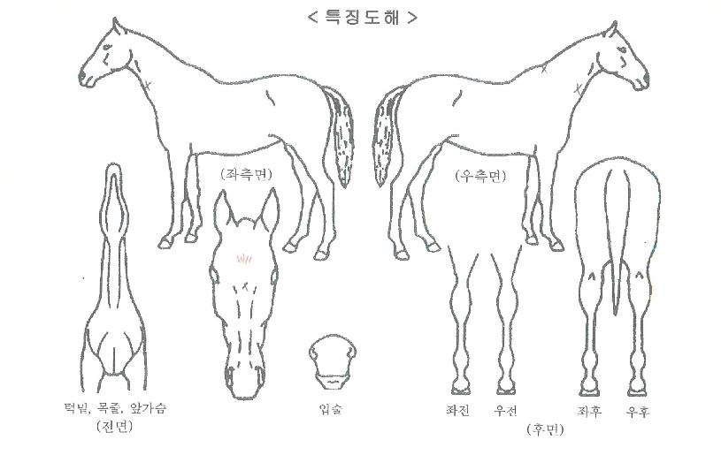 °í¸¶³ª·çÀÇ Ãø¸é,¿ì¸é,µÞ¸é,µÎ»ó,´Ù¸®ÀÇ Æ¯Â¡µµÇØ