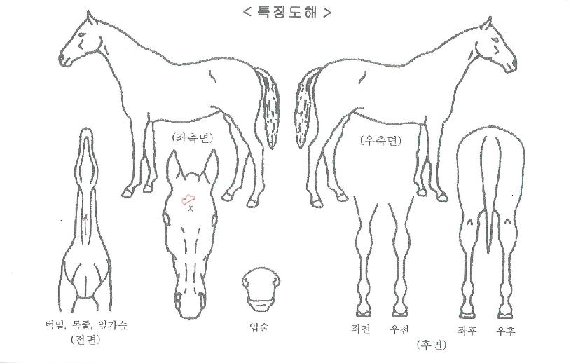 ´ëÁöÆÛÆåÆ®ÀÇ Ãø¸é,¿ì¸é,µÞ¸é,µÎ»ó,´Ù¸®ÀÇ Æ¯Â¡µµÇØ