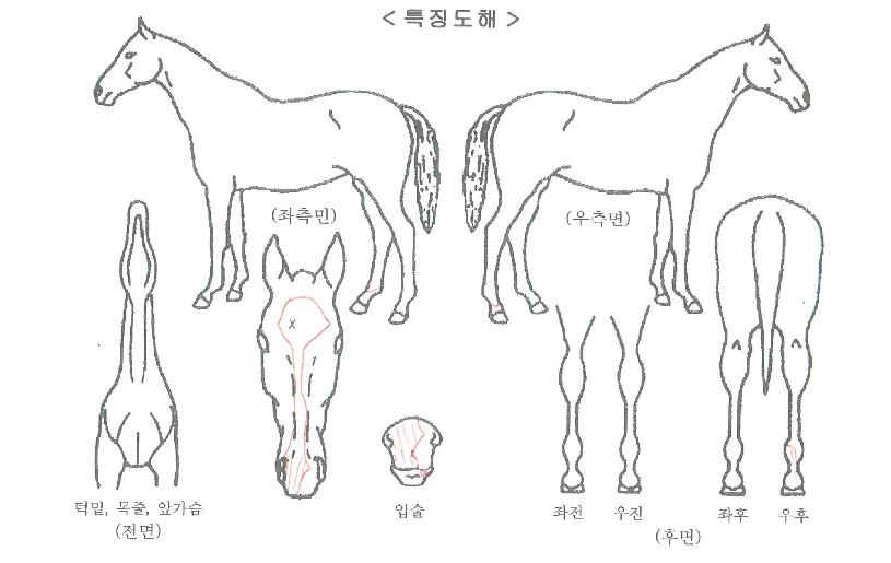 ¿¡Å¬·¹¾î´õ¿øÀÇ Ãø¸é,¿ì¸é,µÞ¸é,µÎ»ó,´Ù¸®ÀÇ Æ¯Â¡µµÇØ