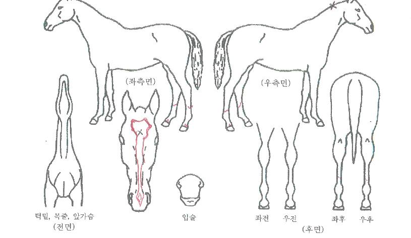 °ñµåÄÉÀÌÀÇ Ãø¸é,¿ì¸é,µÞ¸é,µÎ»ó,´Ù¸®ÀÇ Æ¯Â¡µµÇØ