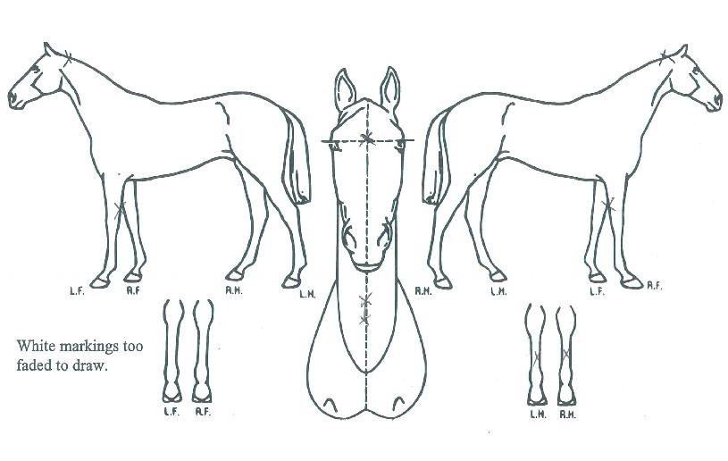 �������� ����,���,�޸�,�λ�,�ٸ��� Ư¡����