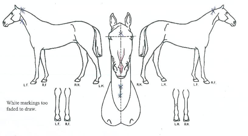 ��콺��ġ�� ����,���,�޸�,�λ�,�ٸ��� Ư¡����