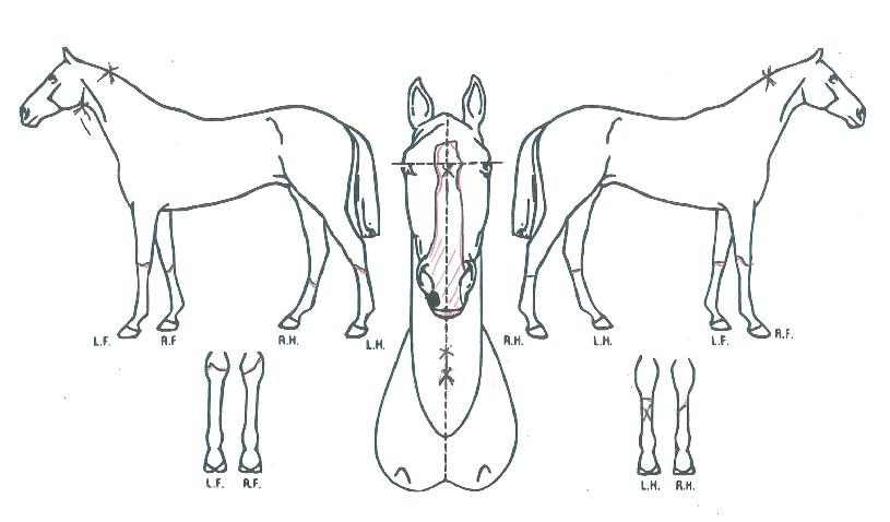 Àå»ê¹Ì»çÀÏÀÇ Ãø¸é,¿ì¸é,µÞ¸é,µÎ»ó,´Ù¸®ÀÇ Æ¯Â¡µµÇØ