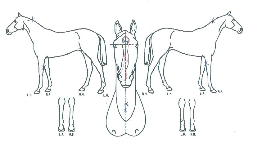 Èï°ú±â»ÝÀÇ Ãø¸é,¿ì¸é,µÞ¸é,µÎ»ó,´Ù¸®ÀÇ Æ¯Â¡µµÇØ