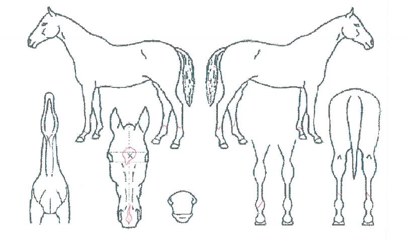 ��ϴ���� ����,���,�޸�,�λ�,�ٸ��� Ư¡����