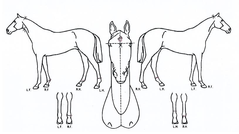 ¹Ì½º¿¡ÀÌ¿øÀÇ Ãø¸é,¿ì¸é,µÞ¸é,µÎ»ó,´Ù¸®ÀÇ Æ¯Â¡µµÇØ