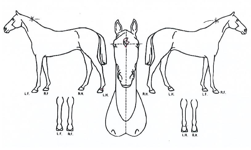 ���а����� ����,���,�޸�,�λ�,�ٸ��� Ư¡����