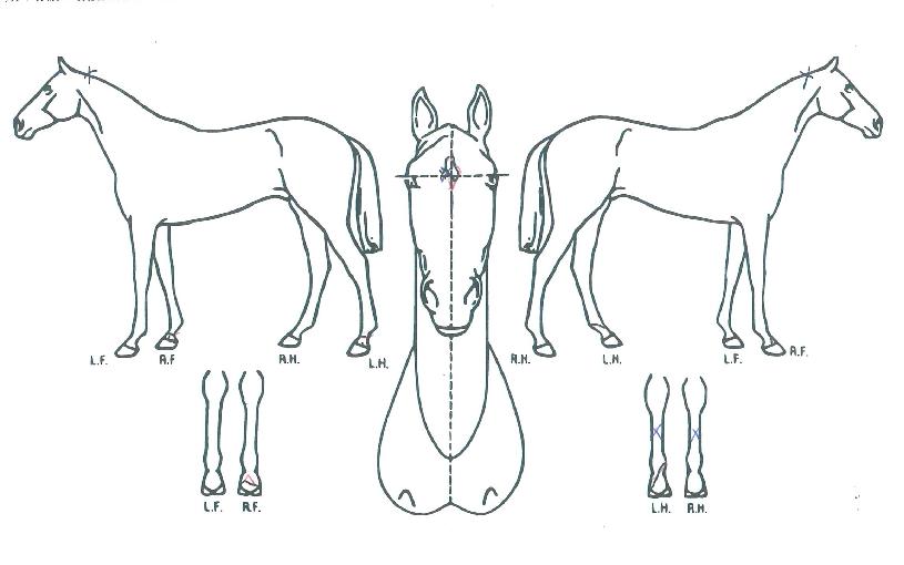 ¹®ÇÐÆÄ·Î¾ÆÀÇ Ãø¸é,¿ì¸é,µÞ¸é,µÎ»ó,´Ù¸®ÀÇ Æ¯Â¡µµÇØ