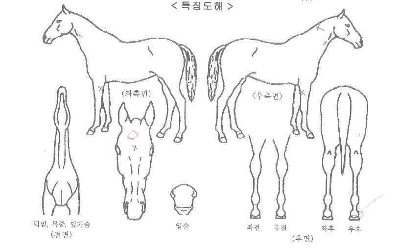 ¸ð½ºÄþÀÇ Ãø¸é,¿ì¸é,µÞ¸é,µÎ»ó,´Ù¸®ÀÇ Æ¯Â¡µµÇØ