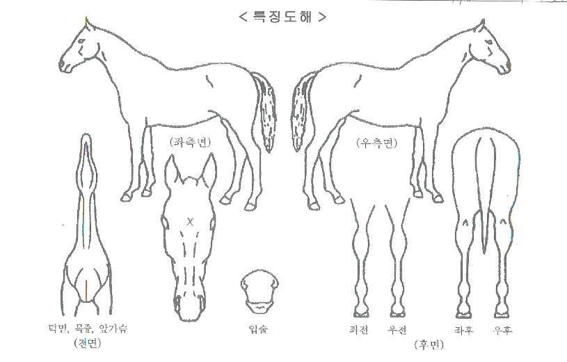 ¿¡À̽ºÇÁ¸°½ºÀÇ Ãø¸é,¿ì¸é,µÞ¸é,µÎ»ó,´Ù¸®ÀÇ Æ¯Â¡µµÇØ