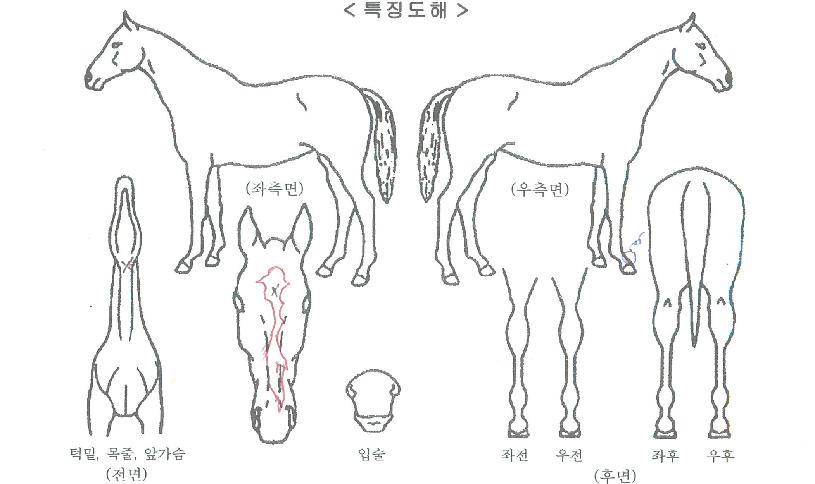 ³ª¿Ã¼¼»óÀÇ Ãø¸é,¿ì¸é,µÞ¸é,µÎ»ó,´Ù¸®ÀÇ Æ¯Â¡µµÇØ