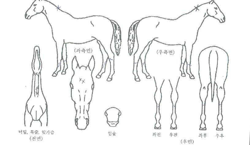 �ҹ���� ����,���,�޸�,�λ�,�ٸ��� Ư¡����