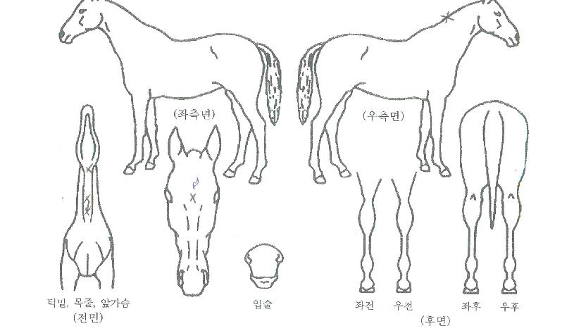 ����ġ�ڸ��� ����,���,�޸�,�λ�,�ٸ��� Ư¡����