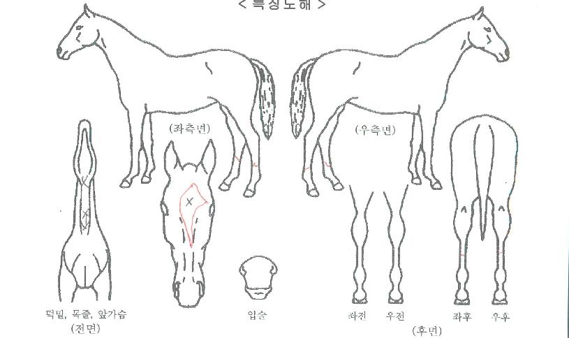 �����ν�Ÿ�� ����,���,�޸�,�λ�,�ٸ��� Ư¡����