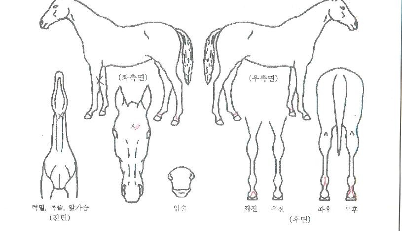 ÇÁ·¹Àúº£À̼ÇÀÚ¸¶ÀÇ Ãø¸é,¿ì¸é,µÞ¸é,µÎ»ó,´Ù¸®ÀÇ Æ¯Â¡µµÇØ