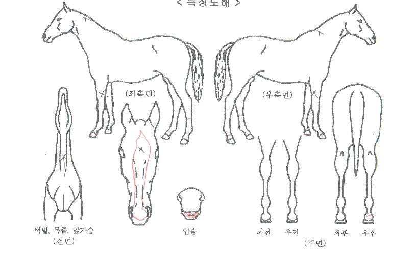 ¾Æ¸¸Æ÷¾îÀÚ¸¶ÀÇ Ãø¸é,¿ì¸é,µÞ¸é,µÎ»ó,´Ù¸®ÀÇ Æ¯Â¡µµÇØ