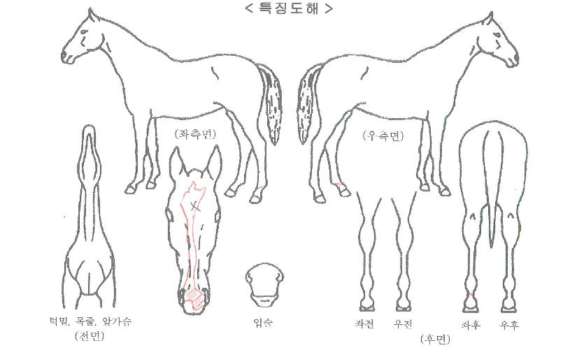 ȭ������Ʈ�� ����,���,�޸�,�λ�,�ٸ��� Ư¡����