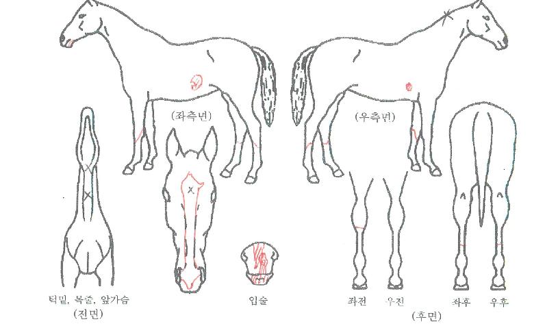 ����Ʈ�����ڸ��� ����,���,�޸�,�λ�,�ٸ��� Ư¡����