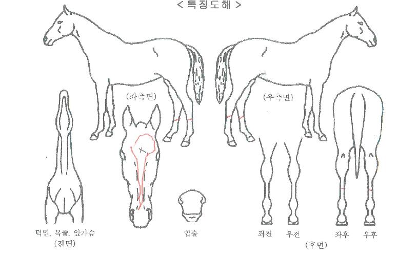 ���ɸ��ڸ��� ����,���,�޸�,�λ�,�ٸ��� Ư¡����