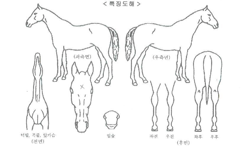 ´ÙÀ̾ƽºÇǸ´ÀÇ Ãø¸é,¿ì¸é,µÞ¸é,µÎ»ó,´Ù¸®ÀÇ Æ¯Â¡µµÇØ