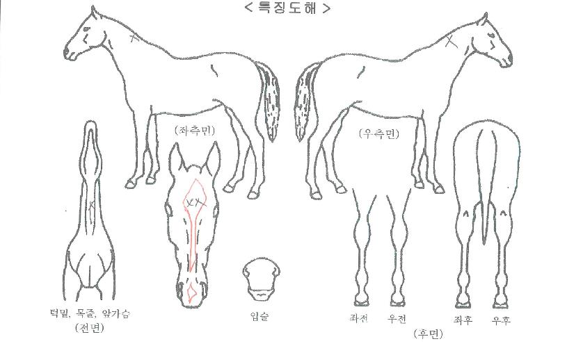 ½´ÆÛºòÅ丮ÀÇ Ãø¸é,¿ì¸é,µÞ¸é,µÎ»ó,´Ù¸®ÀÇ Æ¯Â¡µµÇØ