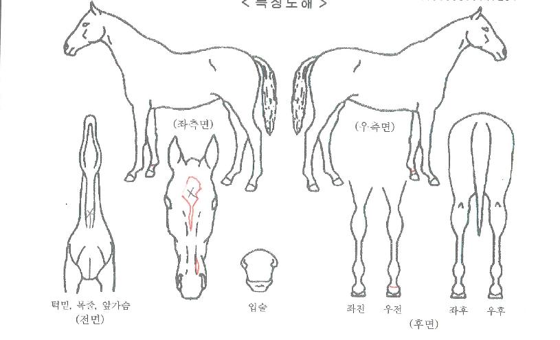 ¸Þ°¡Æ÷½ºÀÇ Ãø¸é,¿ì¸é,µÞ¸é,µÎ»ó,´Ù¸®ÀÇ Æ¯Â¡µµÇØ