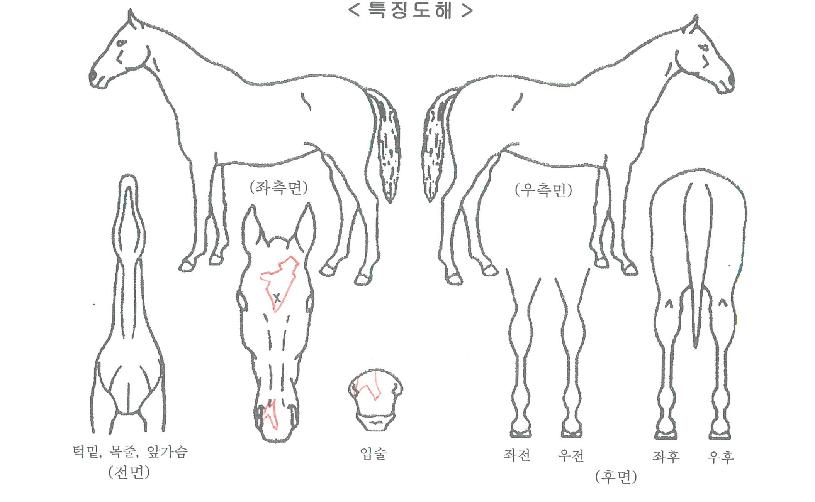 �����Ǹ����ڸ��� ����,���,�޸�,�λ�,�ٸ��� Ư¡����