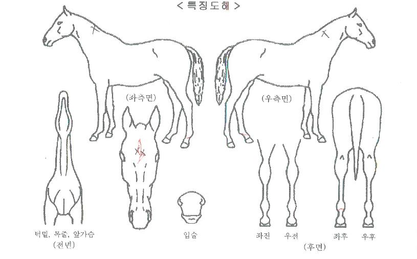 ¹üÀ̳»·Á¿Â´ÙÀÇ Ãø¸é,¿ì¸é,µÞ¸é,µÎ»ó,´Ù¸®ÀÇ Æ¯Â¡µµÇØ