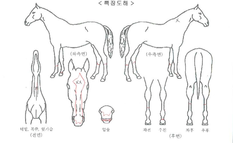 Ä¡ÇÁ¿øÀÇ Ãø¸é,¿ì¸é,µÞ¸é,µÎ»ó,´Ù¸®ÀÇ Æ¯Â¡µµÇØ