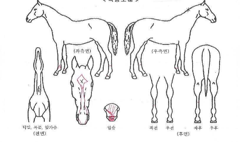 �����Ǻ��� ����,���,�޸�,�λ�,�ٸ��� Ư¡����